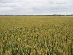 Vehnvainio
